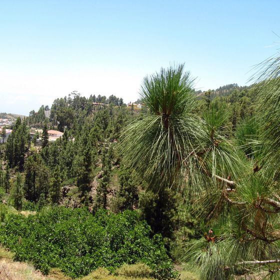 Pinus canariensis (Сосна канарская)